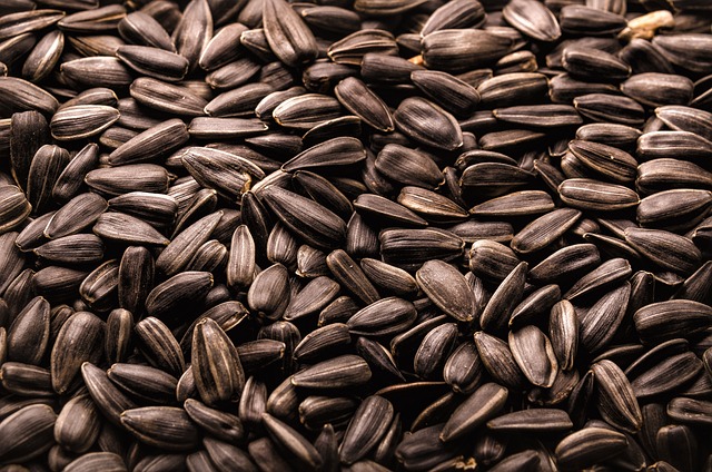 해바라기씨의 전통적 의미와 식문화