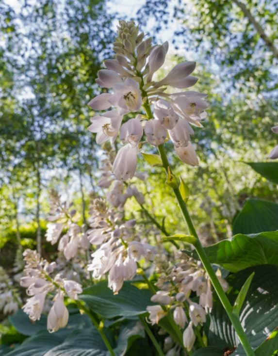 벚꽃축제 봄꽃축제