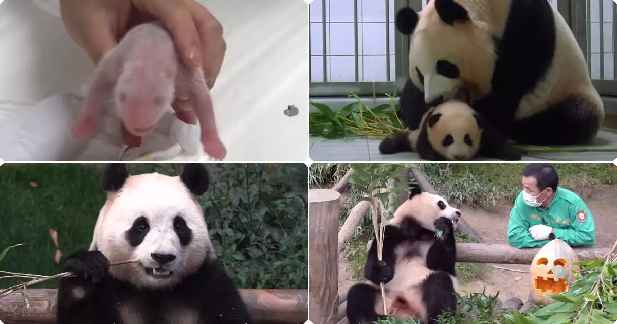 푸바오의 성장과정