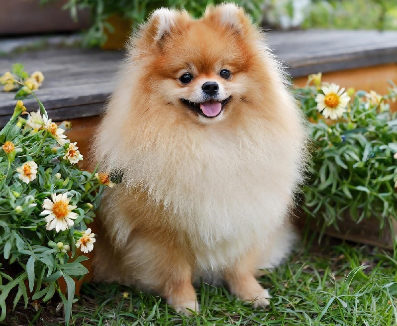 애완용 소형강아지 종류(이름), 성격까지 알고 키우면 더 행복해요 (무료분양 방법 포함)
