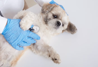 진찰받는 강아지.