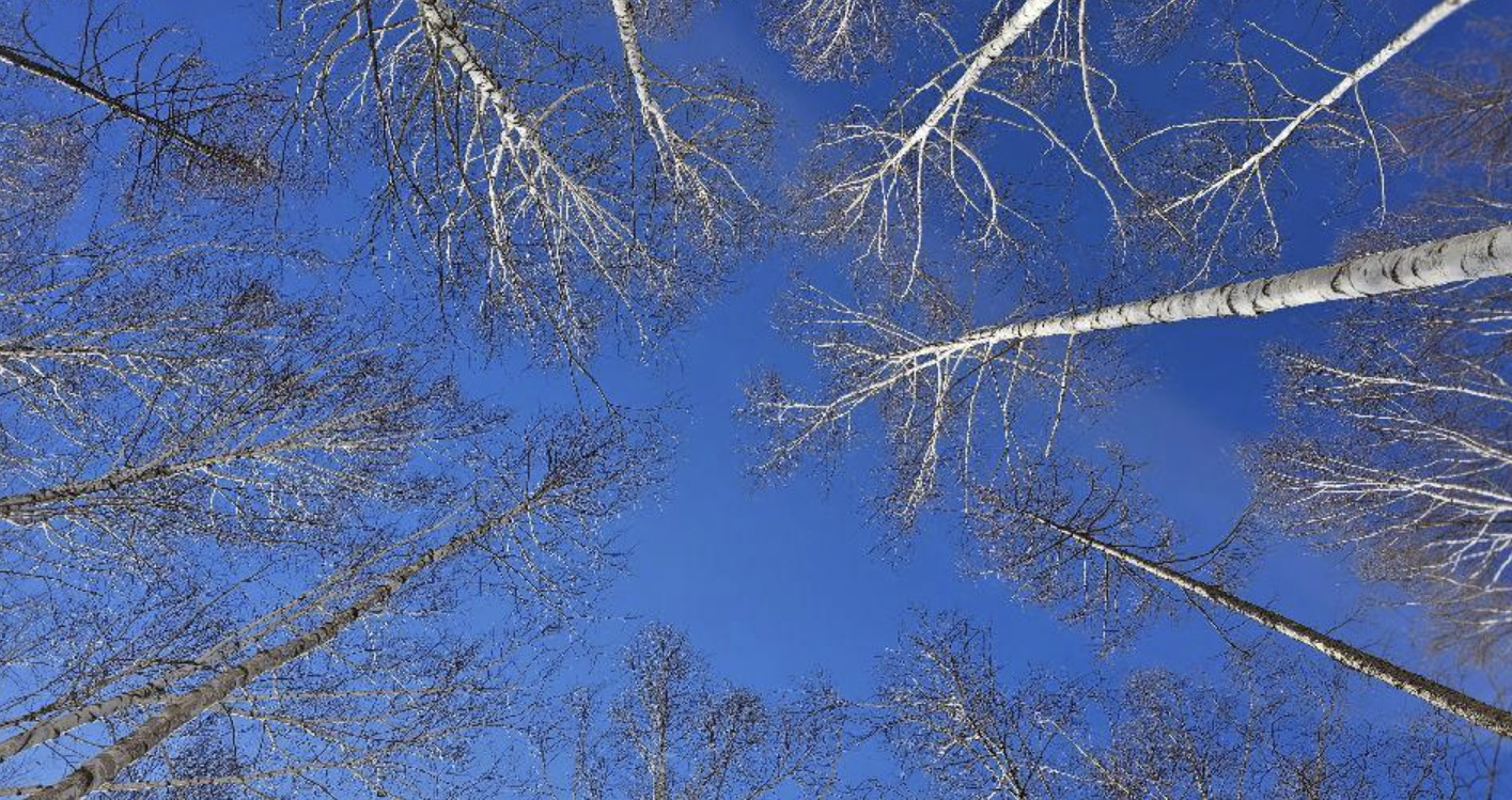 인제 원대리 자작나무숲