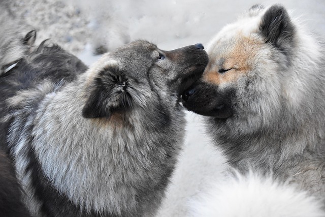 반려견 등록 신청서