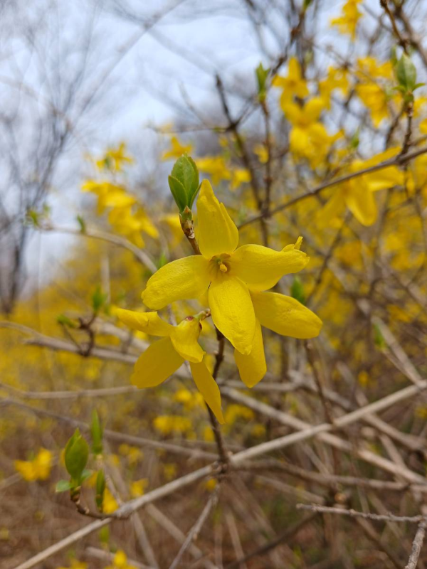 응봉산 개나리 접사