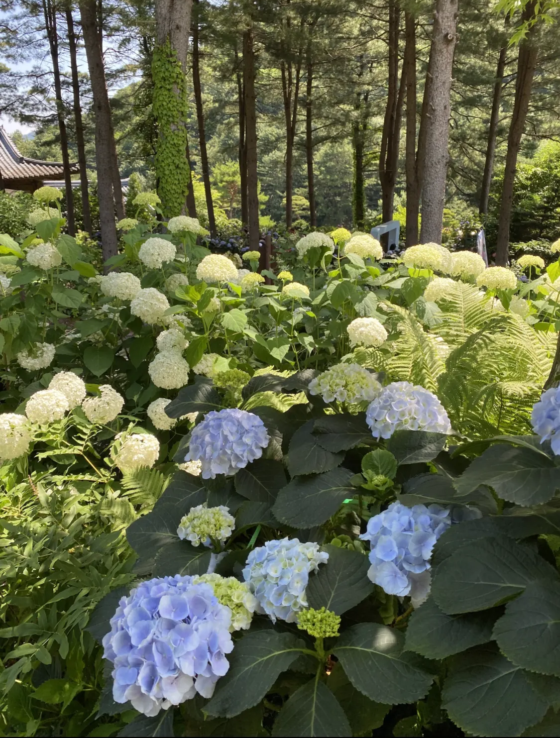 서울근교-경기도-단풍명소-드라이브-갈만한곳-추천(수목원,-화담숲)