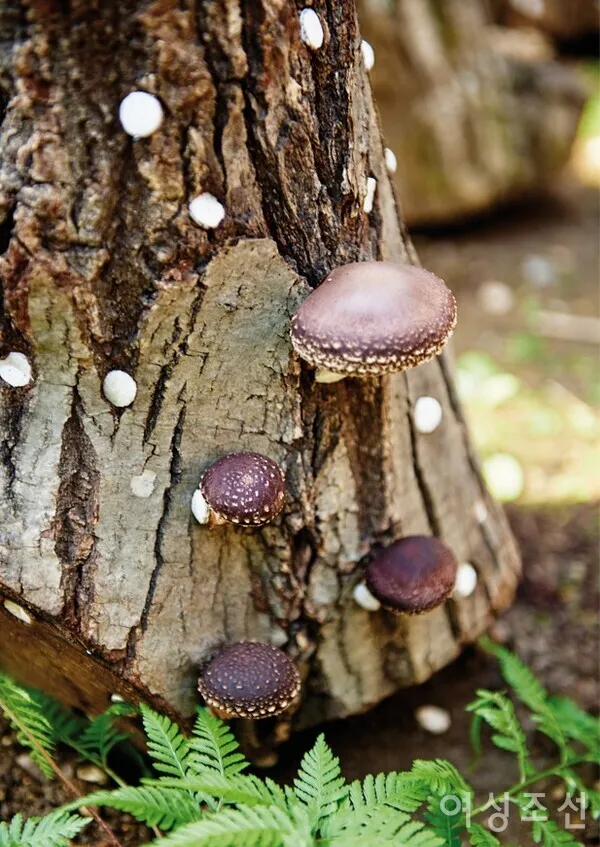 표고버섯 재배 원목 선택 접종 시기 습도 관리_6