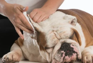 강아지 귀 진드기 검은 찌꺼기 원인&amp;#44; 증상 및 치료법