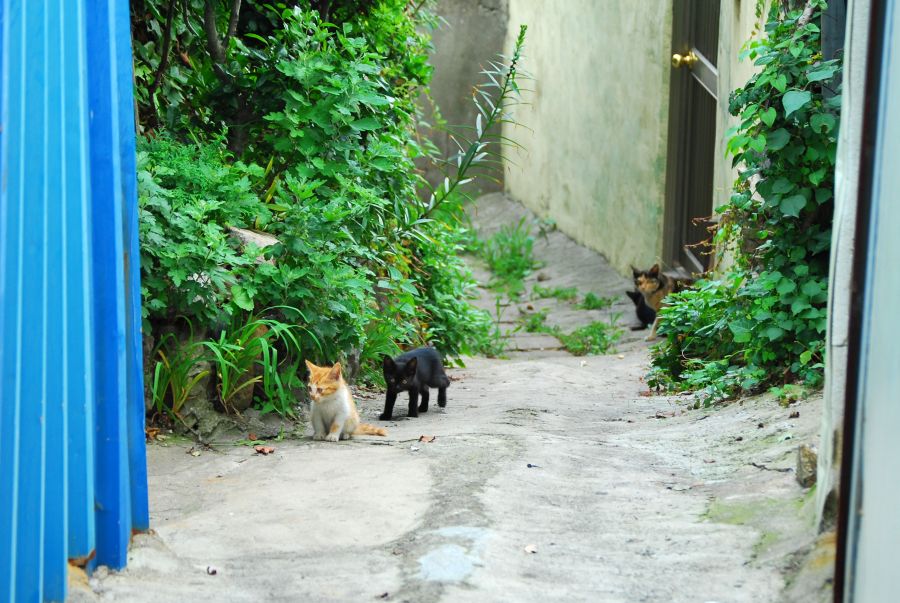 문현동 돌산마을 고양이 가족