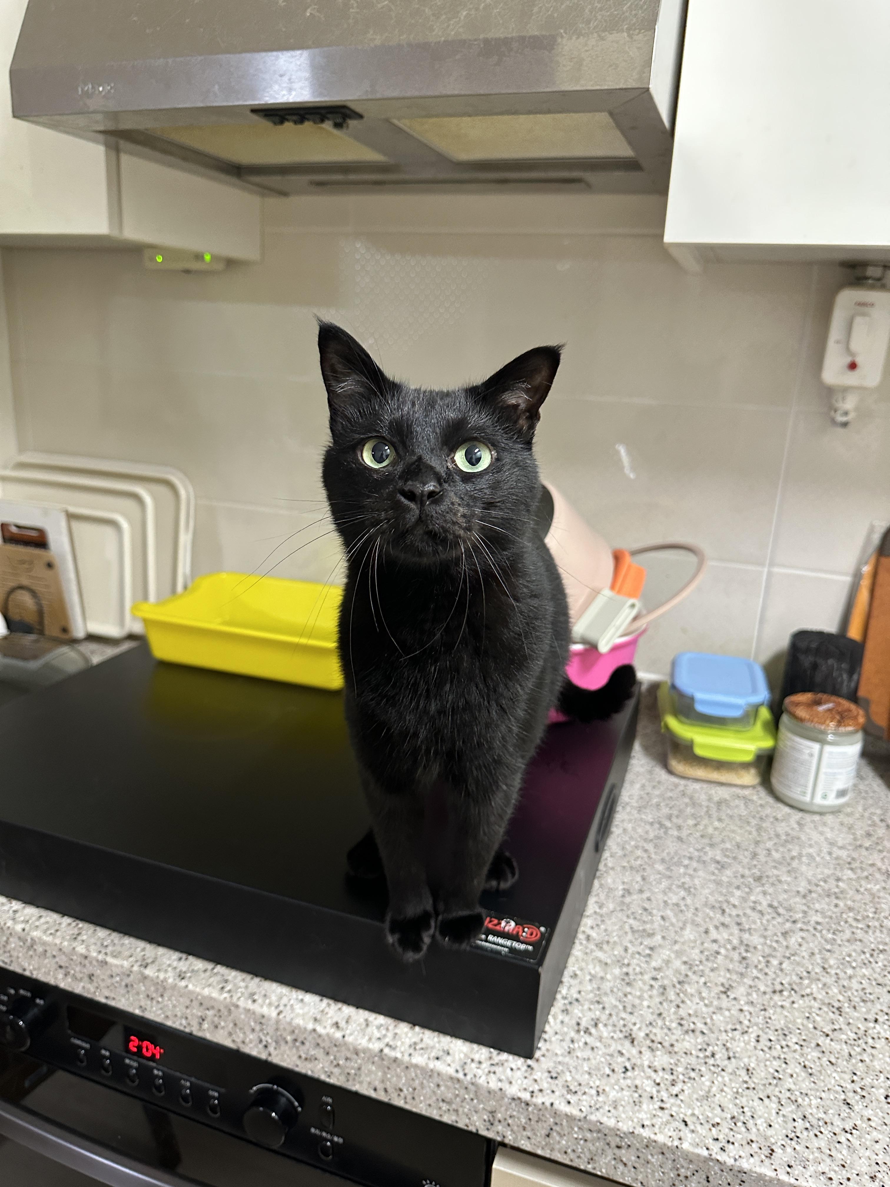 멋지고 이쁘고 사랑스럽고 애교 많고 귀여운 건이 (feat. 정색하는 건이)