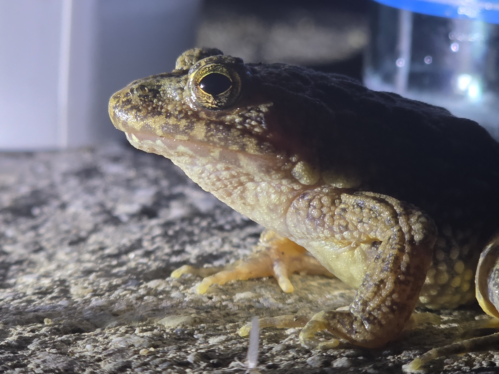 유명산 계곡, 참개구리