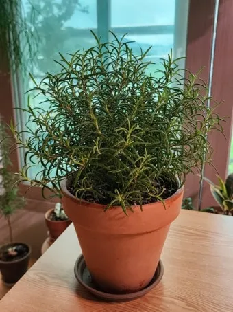 로즈마리 물주기 가지치기 환기관리 햇빛배치 주방 허브로 인기_15
