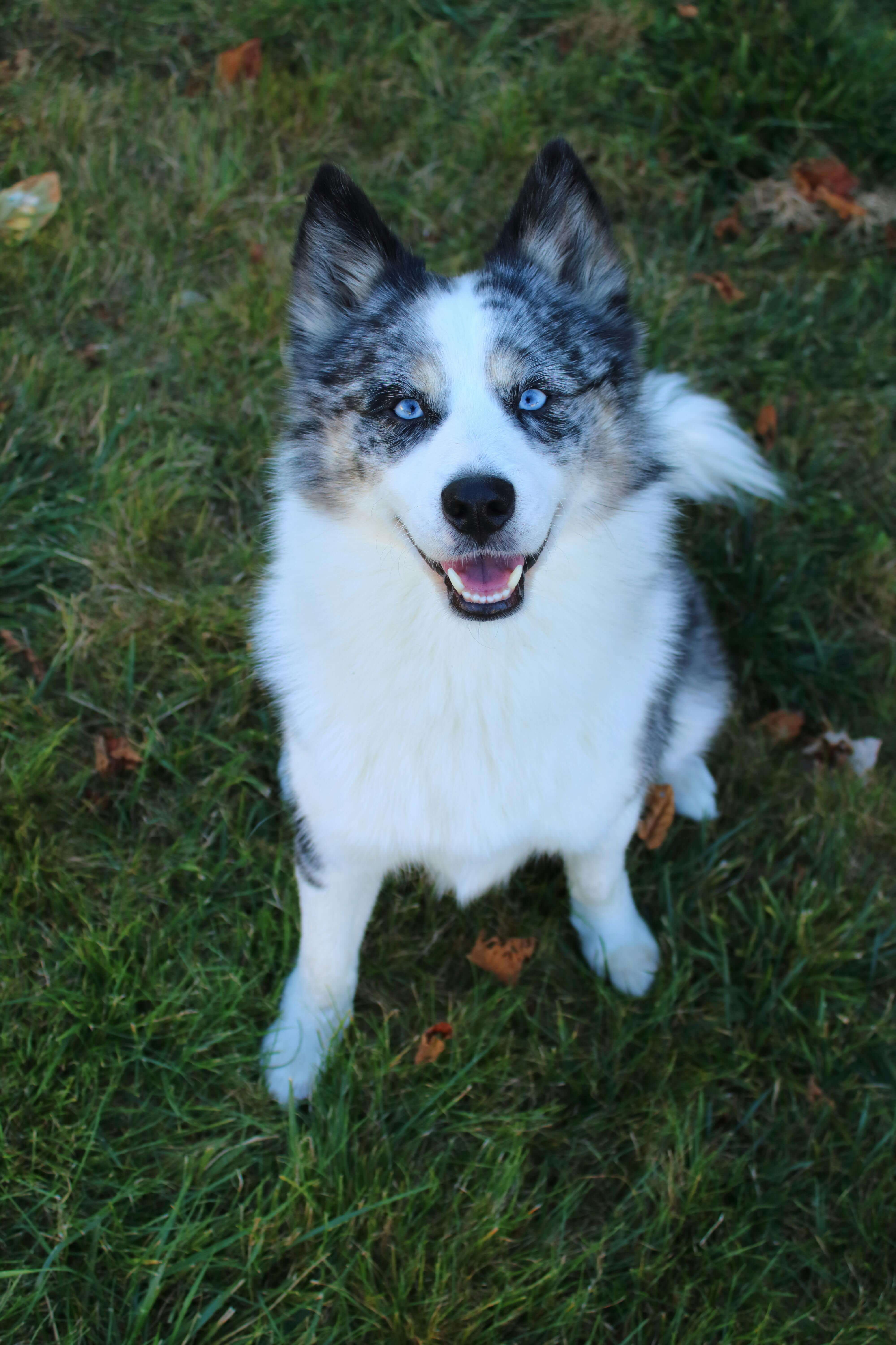 반려견 치과&middot;스케일링 비용 분석 (2025년 평균 단가 &amp; 보험 보장 범위)