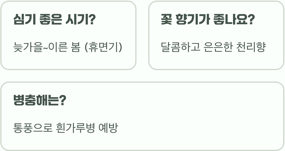 삼지닥나무 키우기 A to Z (묘목 심기부터 관리까지)