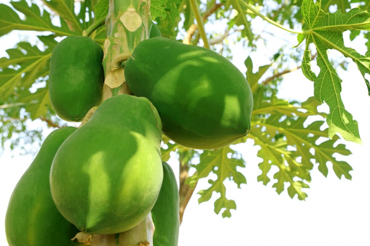 포포나무에서-열리는-포포열매