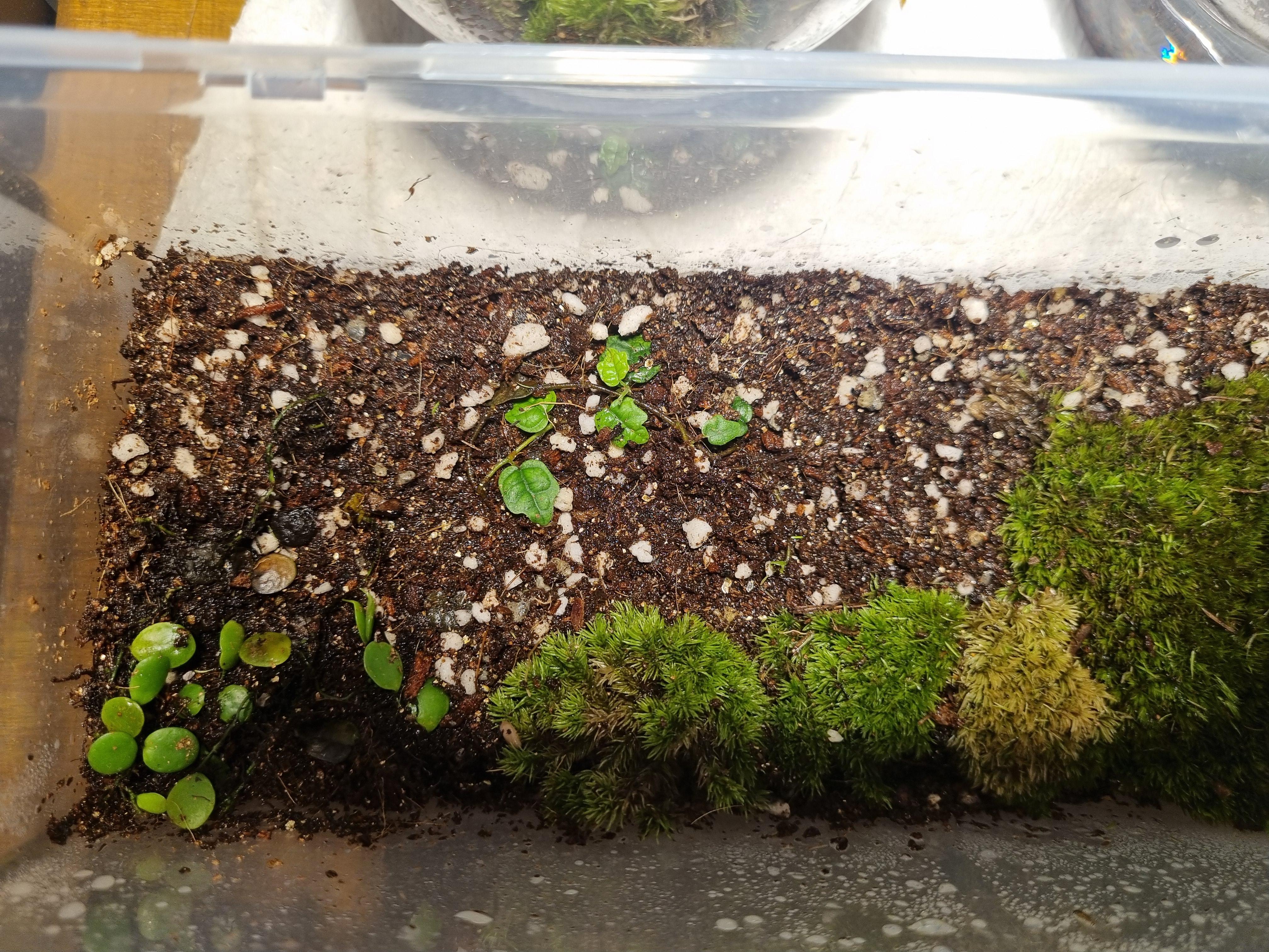 노래진 비단이끼와 잎이 없어진 제주애기모람