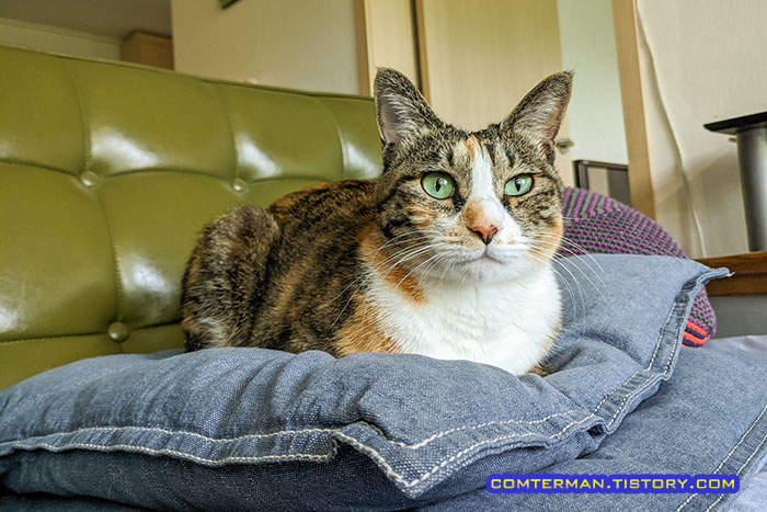 고양이 방석 쿠션