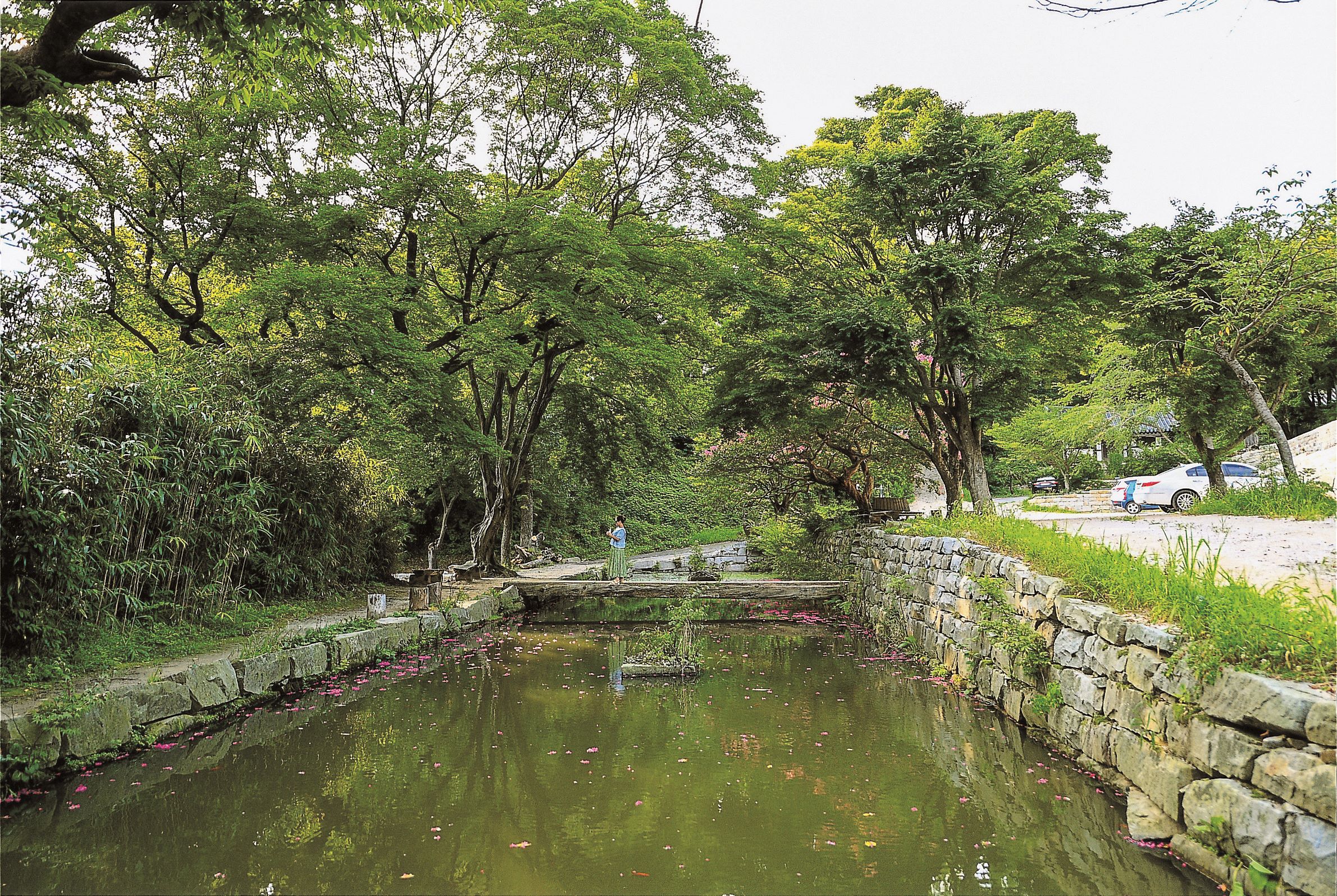 [4월 봄꽃 여행]서산 개심사 겹벚꽃&middot;청벚꽃 여행기❘벚꽃 개화 상황, 아직은 시작, 그러나 곧 절정