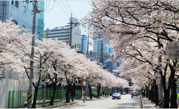 서울 금천 십리 벚꽃길