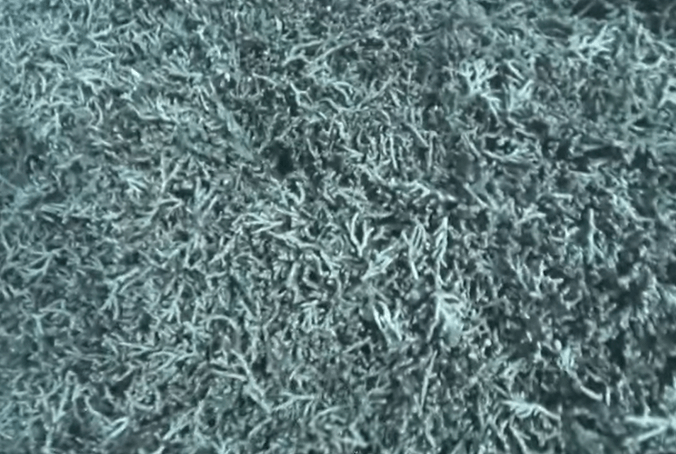 해수온 상승으로 백화현상이 일어난 산호초의 모습