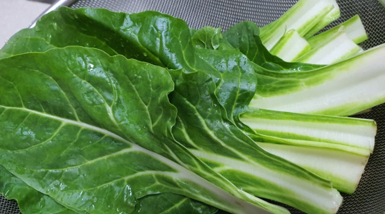 근대 vs 시금치: ‘헷갈리는 초록 잎채소’의 진짜 정체는?