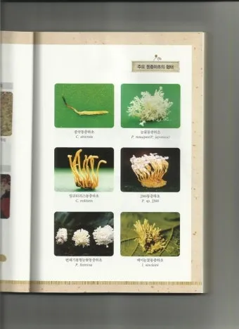 약용식물 동충하초 자연의 신비 건강 효능과 활용_27