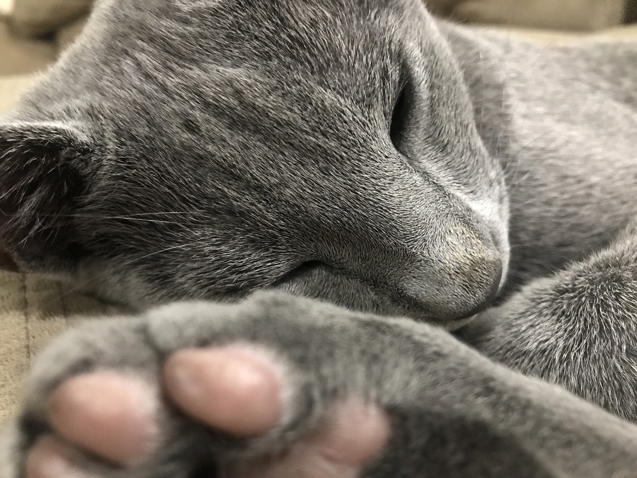 Russian Blue4