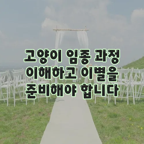 고양이 임종 과정 이해하고 이별을 준비해야 합니다