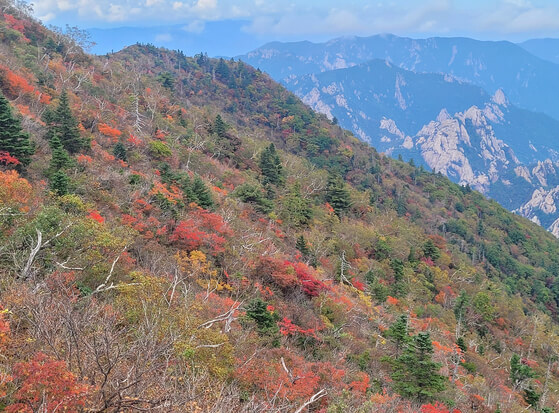 설악산부터 내장산까지! 가을 단풍 여행지 BEST 10