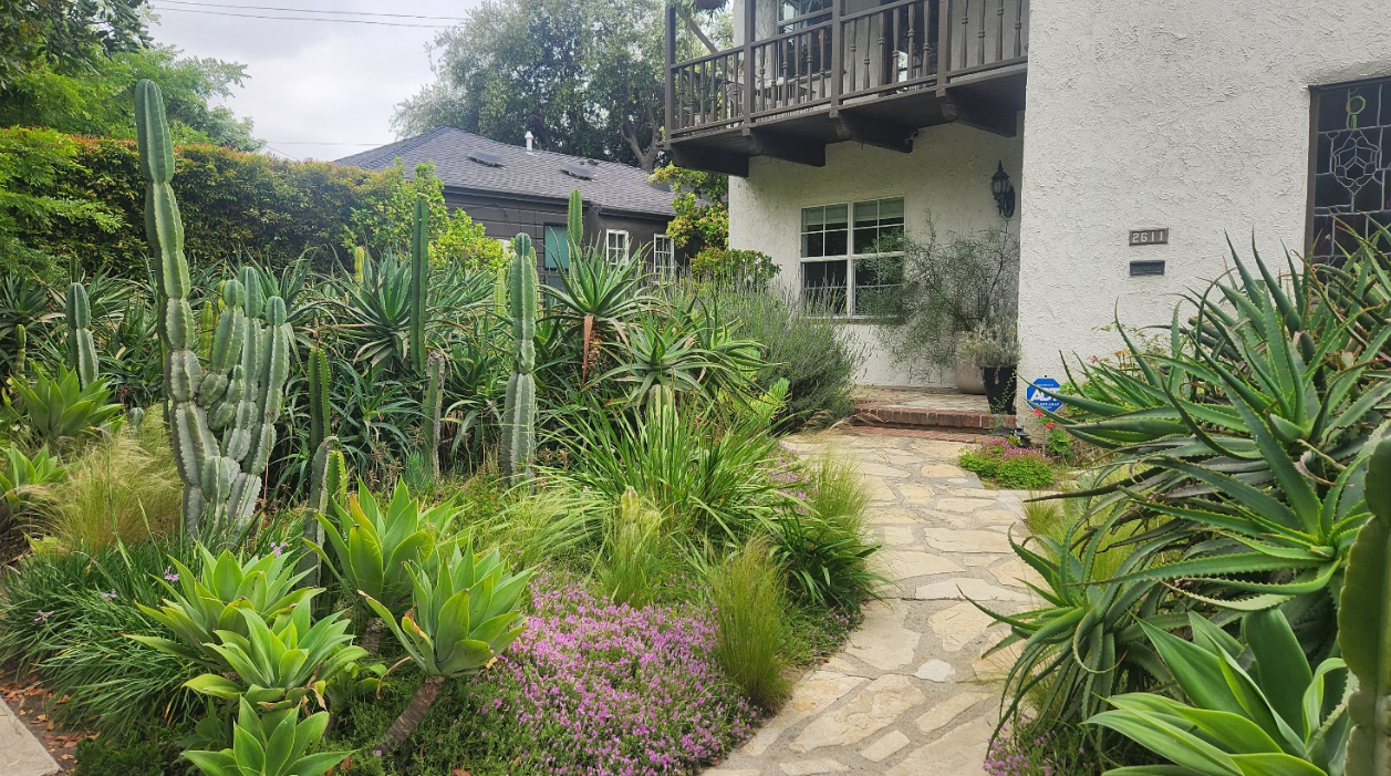 Assorted Succulents &amp; Columnar Cacti