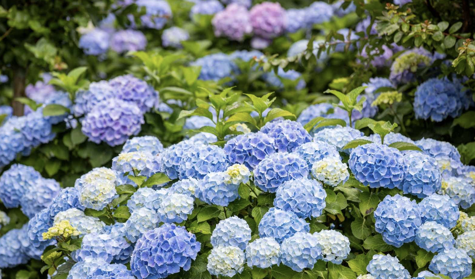 장생포 수국 축제