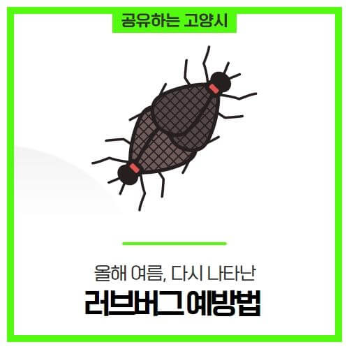 러브버그 퇴치