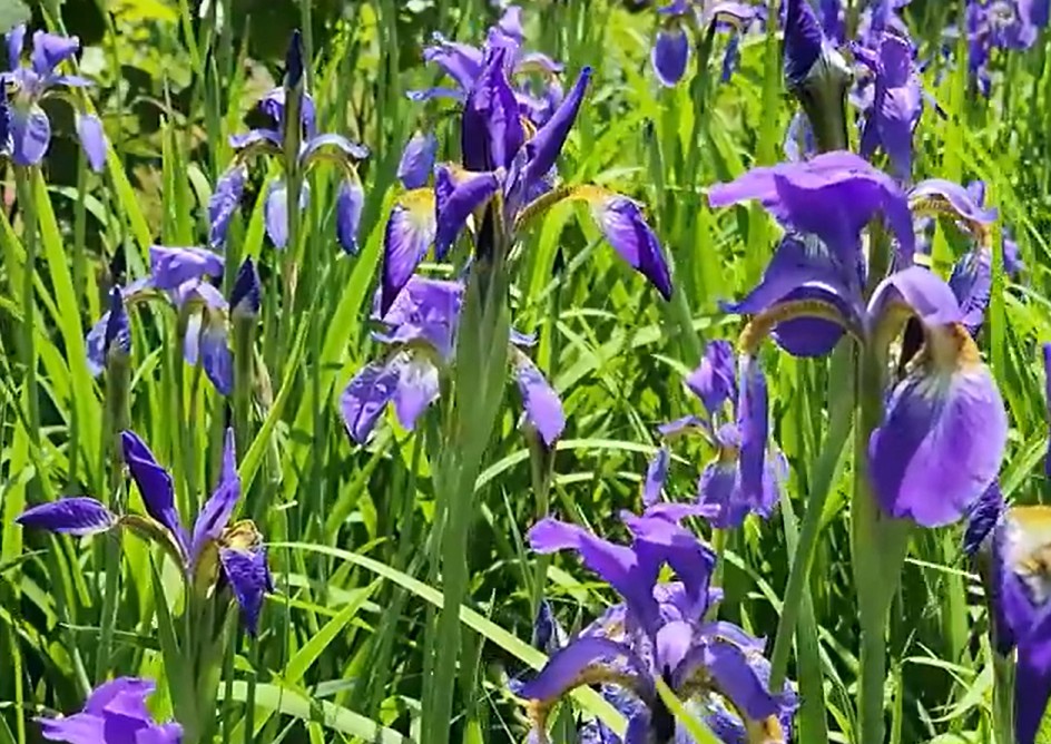 붓꽃 키우기 완벽 가이드 (번식방법, 꽃말과 종류, 창포 구별법)