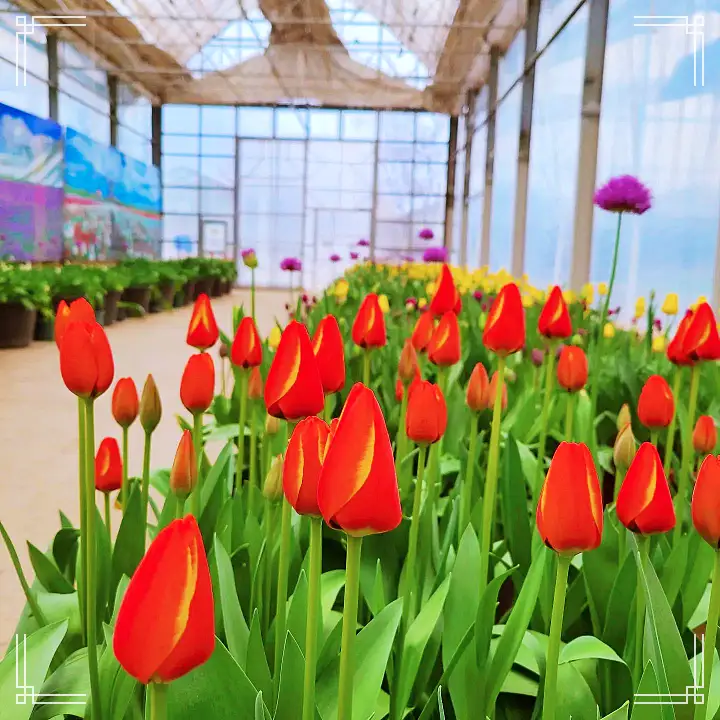 생방송오늘저녁 아산 도고온천 근처 세계 꽃 식물원 동백 튤립 축제 원예 체험 여행 가볼만한 곳 추천