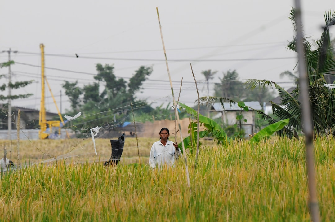 Farmers' subsidy