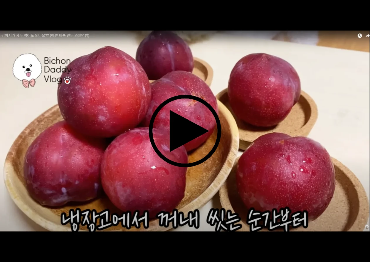 강아지 자두 유튜브