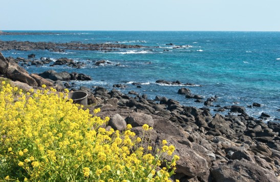 제주도 유채꽃사진