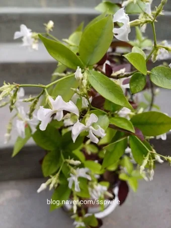 백화등 키우기 삽목방법 가지치기 꽃 노지월동까지_17