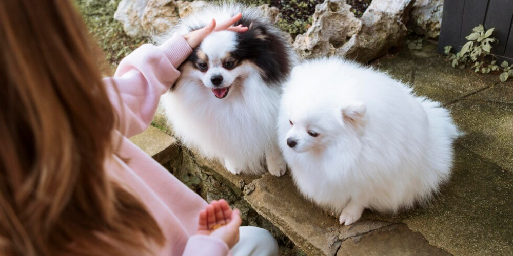 강아지 앞다리 절뚝거리는 이유 4