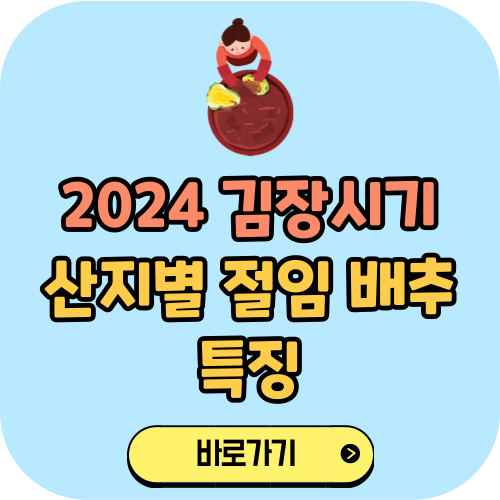 2024 김장시기 및 산지별 절임 배추 특징