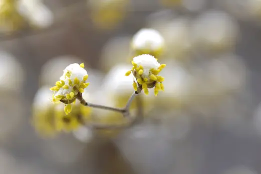 산수유 효능효과 먹는 방법과 부작용