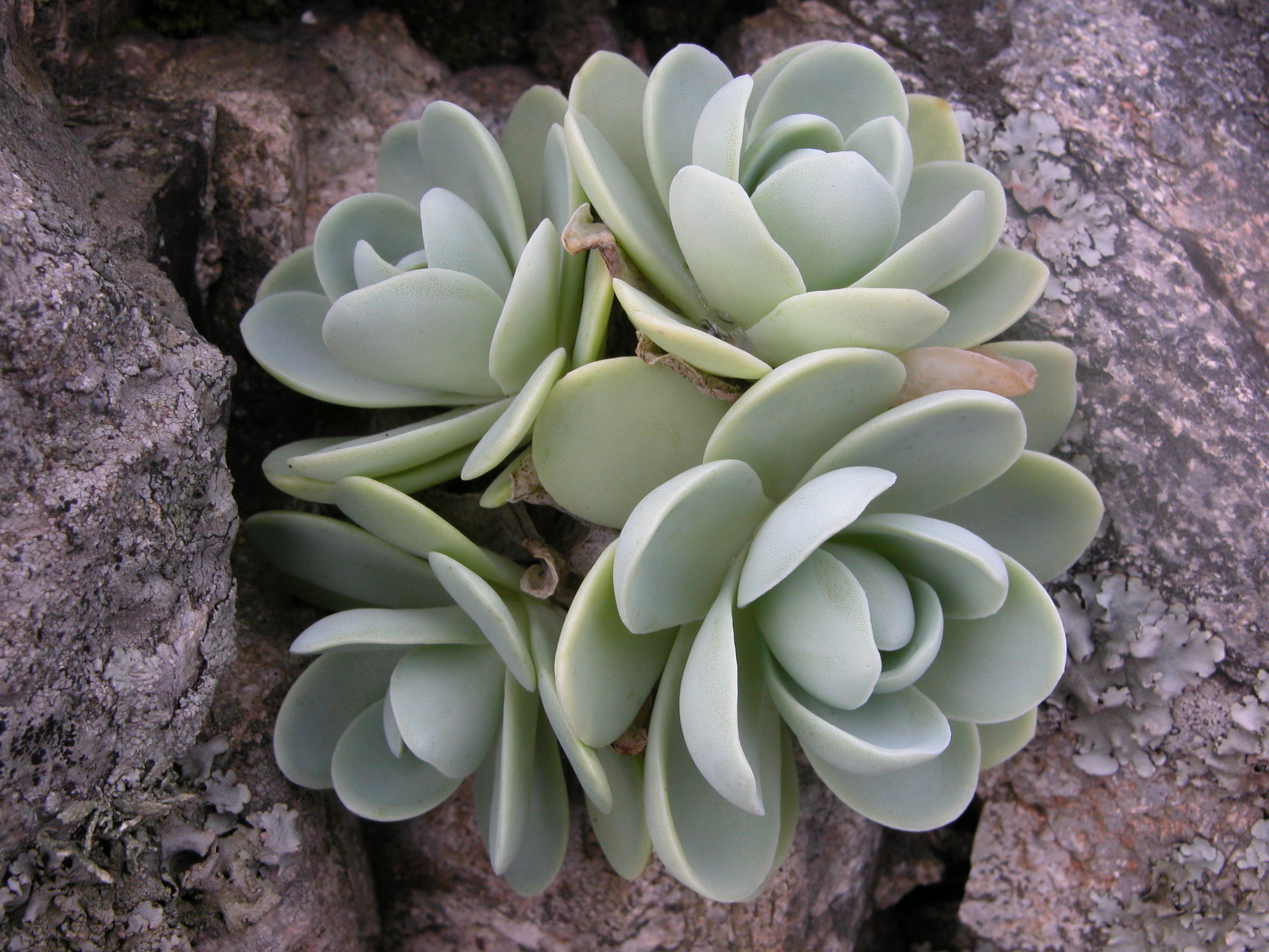 국내 희귀식물 – 연화바위솔의 매력