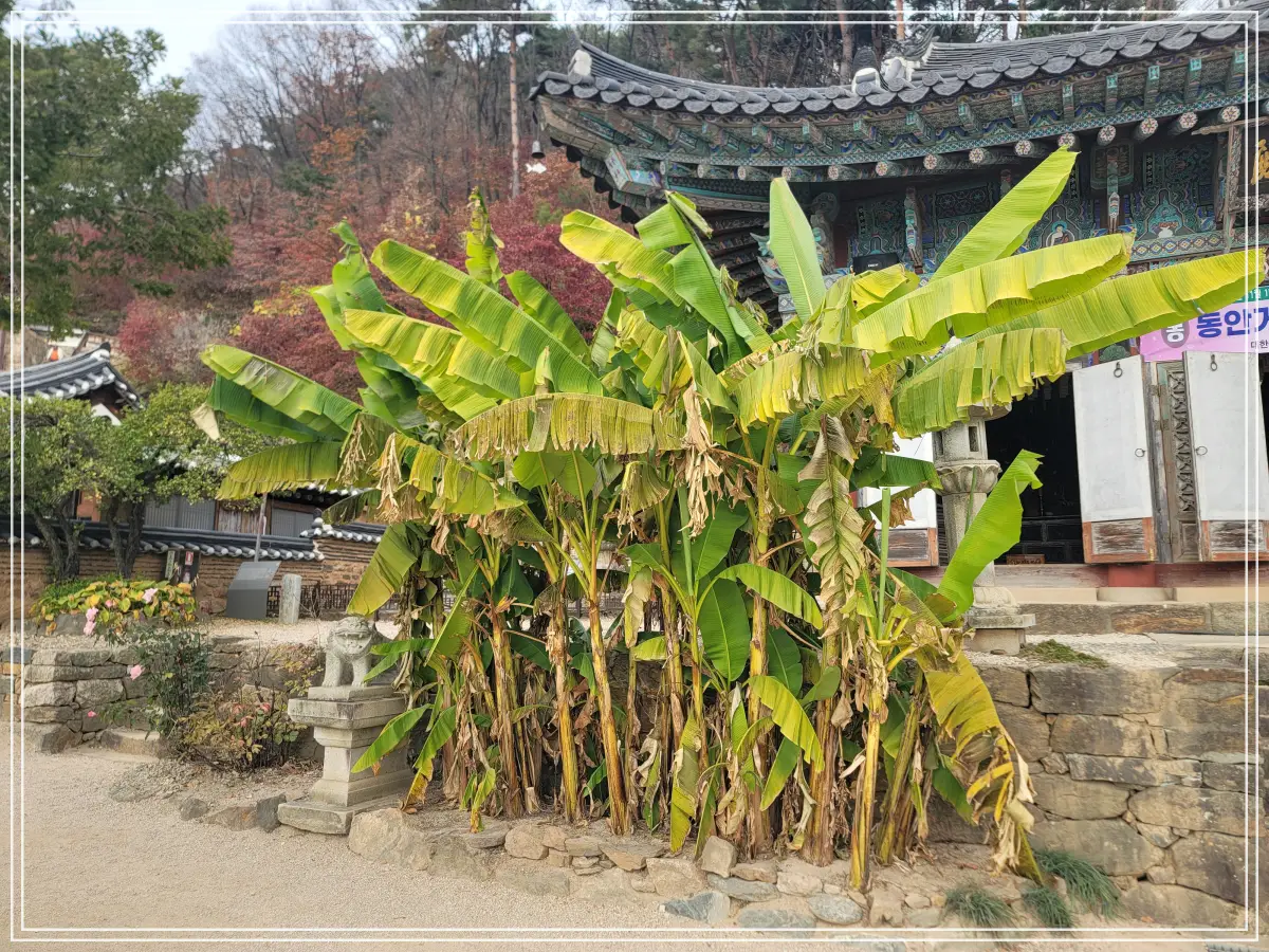 수종사-대웅전-앞-실물