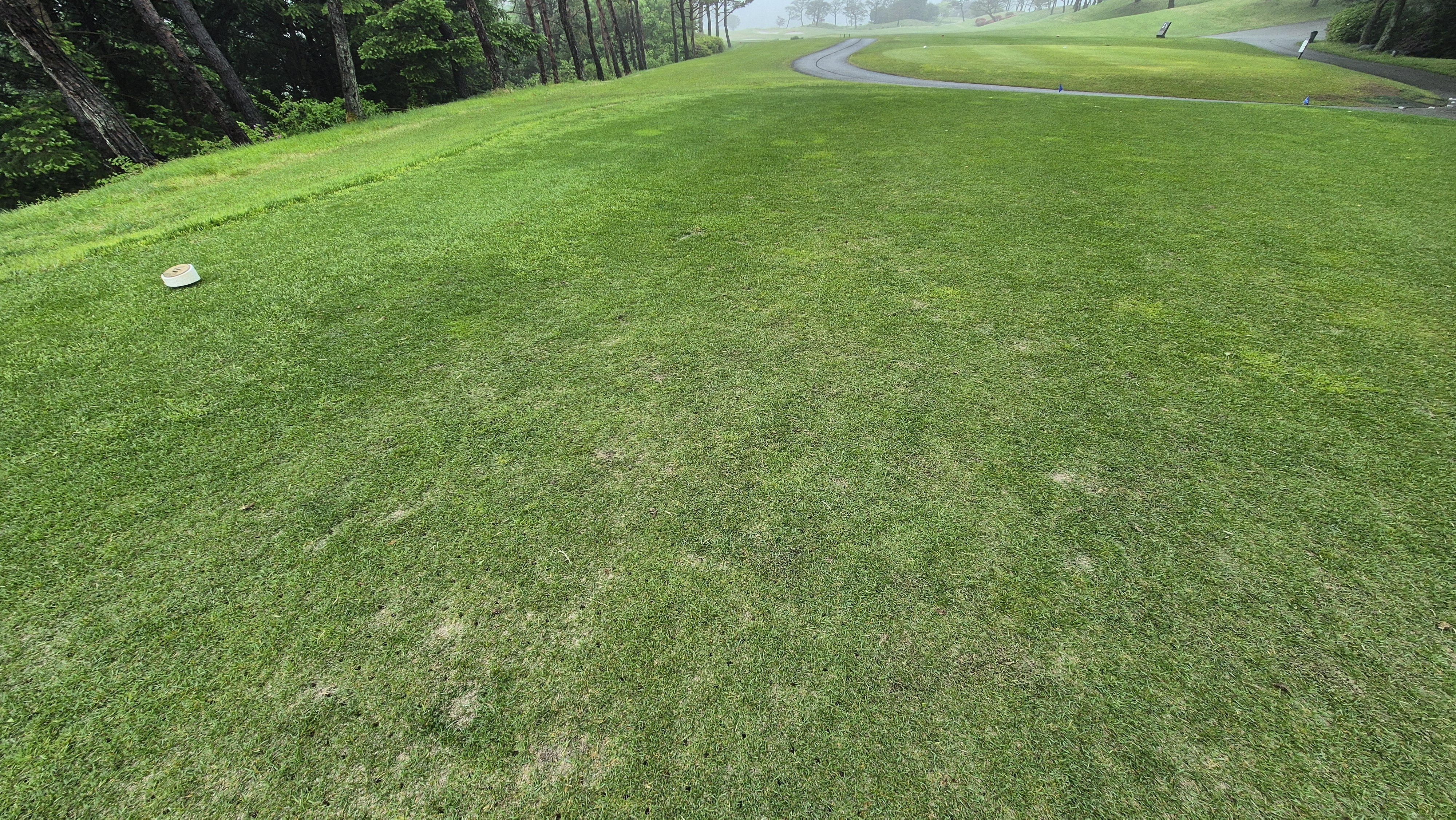 엘리시안 강촌cc 라운드 후기