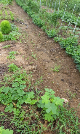 농약 제초제 종류 및 바스타 효과 및 사용방법