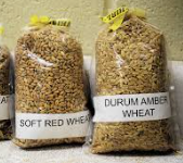 듀럼밀(Durum Wheat)의 건강 효과