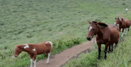 제주도 서쪽 여행코스