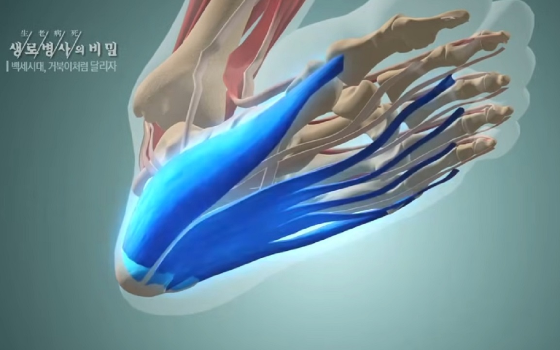 정형외과-최기원-교수