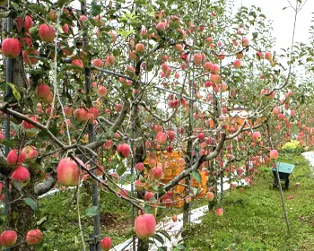 문경 사과축제_20