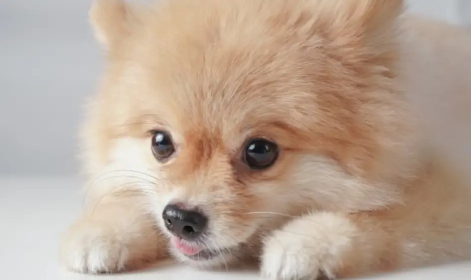 강아지 꿈해몽