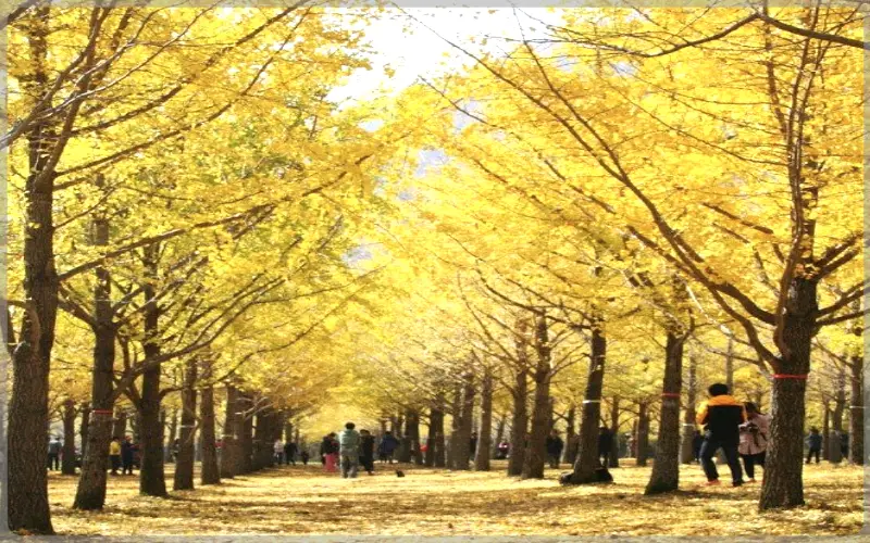 홍천 은행나무숲_15